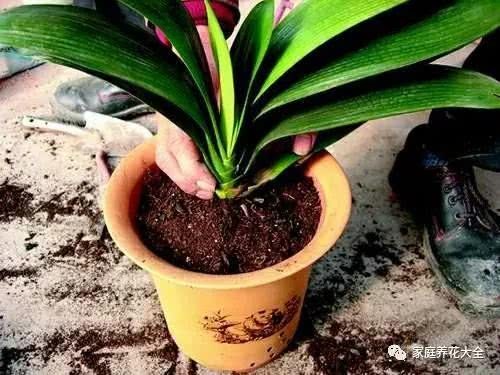 秋冬季养护5大密招 跟着做 花箭蹭蹭冒 花苞开不停