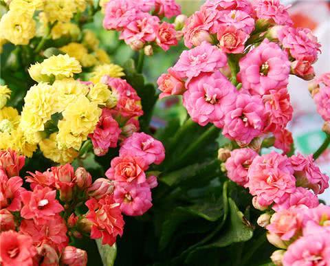 只需4招 长寿花开满盆 花苞呼呼冒
