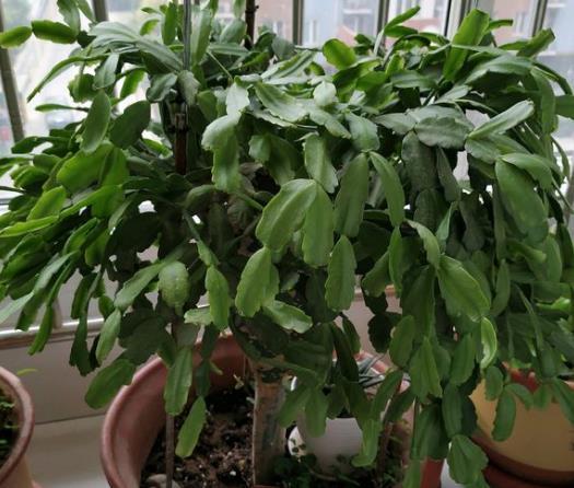 在10月 往蟹爪兰盆里丢点这玩意 根系长得旺盛 开花不断