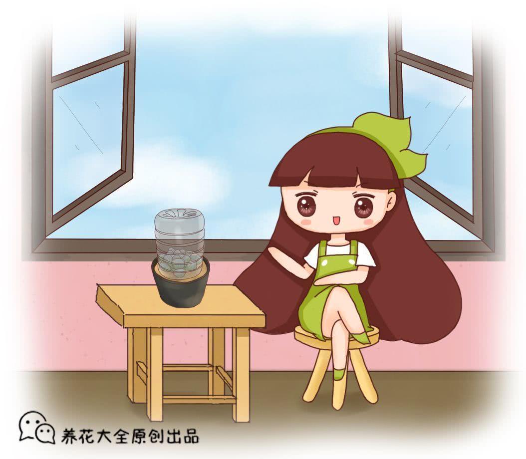 铁丝加塑料袋 秒变迷你小温室 再冷的天花也能长
