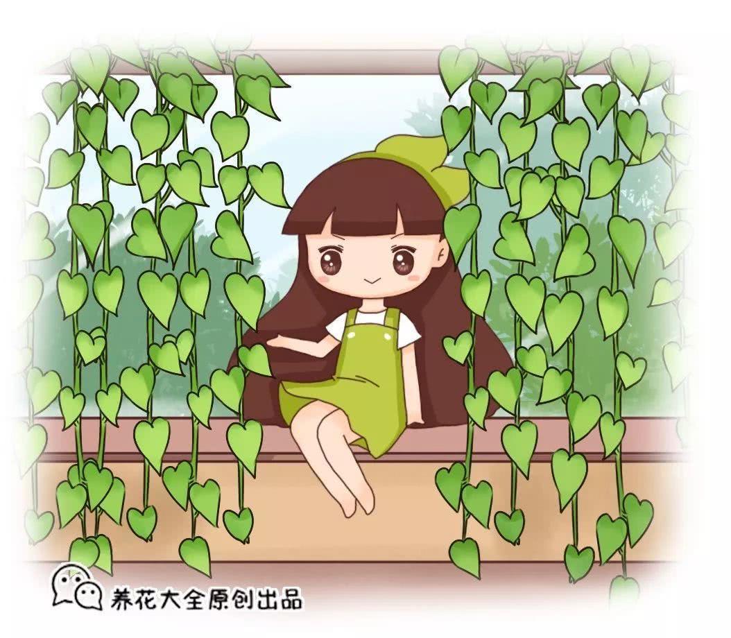 盆里加了1种料 他家的绿萝 2个月长成绿瀑布