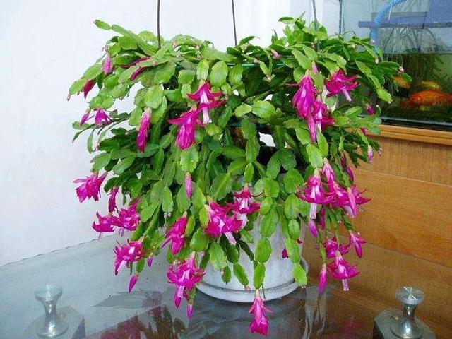 养花给花卉喂点土豆 比花肥还好用 让花卉蹭蹭长