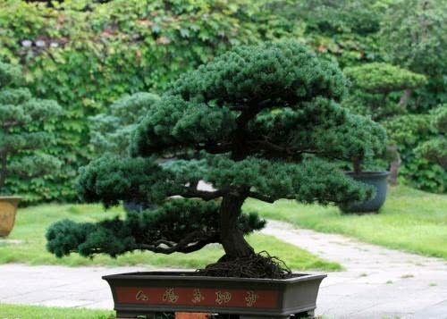 深受国人喜爱 五针松盆景该如何管理？没想到方法这么简单