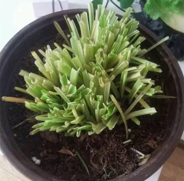 4种花 叶子发黄别担心 这样通通剪掉 反而越养越旺