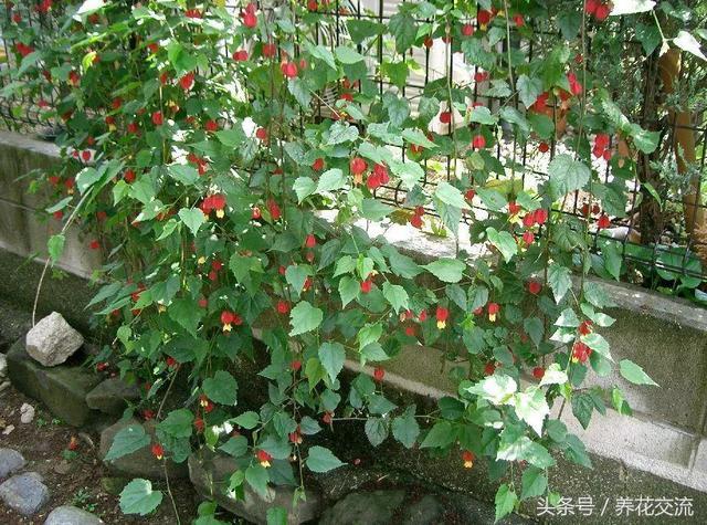 几种特别容易开花的爬藤植物 在花盆搭设支架就能生长旺盛
