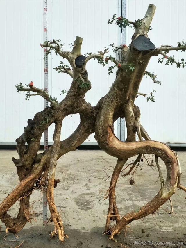 对节白蜡怪根