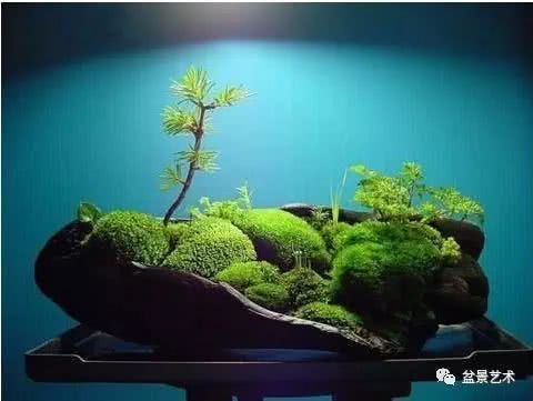 苔藓盆景如何制作