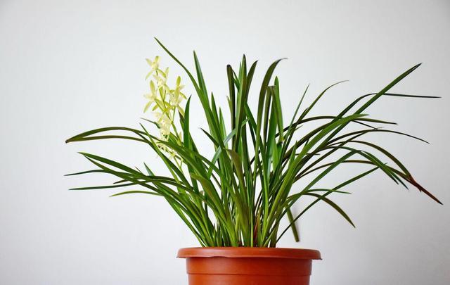 2种料可以变花土 盆里放1点 肥效管200天 花卉旺盛