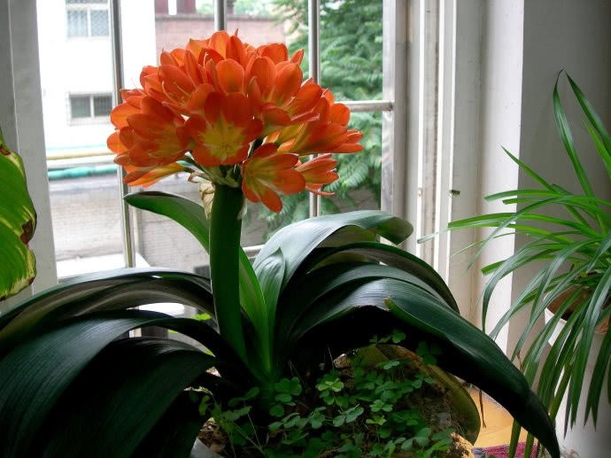 君子兰开花?注意这5点 今冬花苞窜满枝 不用继续看绿叶