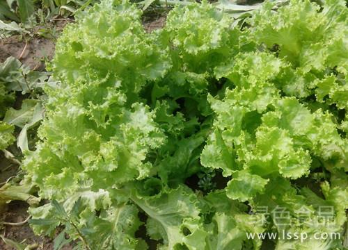 种植简单消费市场大生菜种植的技术要点