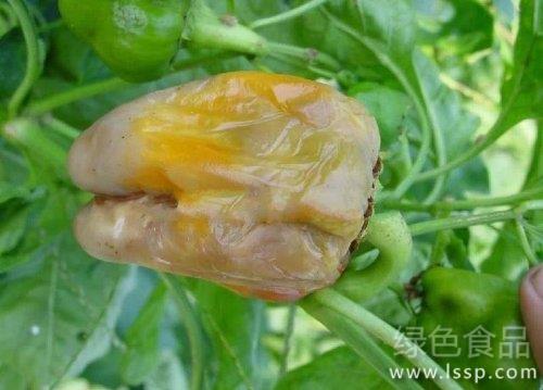 果肉失水变薄最后腐烂彩椒日灼病的防治方法