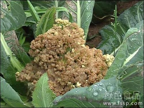 花球腐烂恶臭花菜倒塌花菜软腐病的防治方法