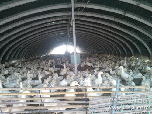 肉鸭棚养快速增加体重大棚肉鸭育成饲养管理