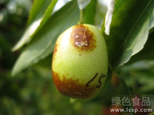 枣肉发软有酒臭霉酸味枣烂果病综合防治措施