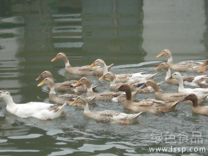 合理养鸭效益才能好科学养鸭要掌握五规律