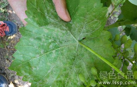 高温高湿白粉病易流行如何防治葡萄白粉病