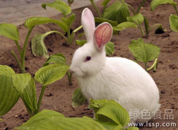 投料合理才利于兔成长如何合理的给家兔投料