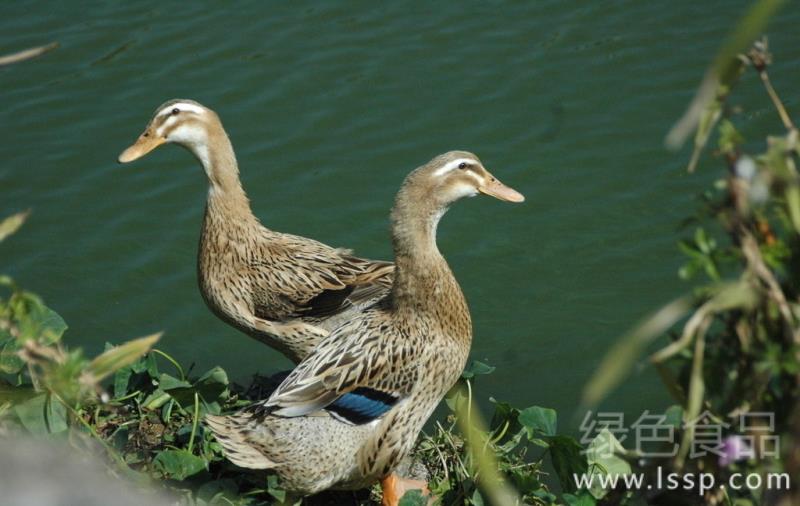 吸虫病影响鸭产蛋如何防治鸭气管吸虫病