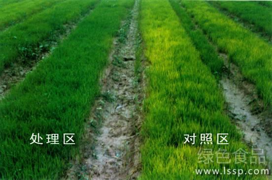 水稻“旱育保姆”育秧技术要点解析