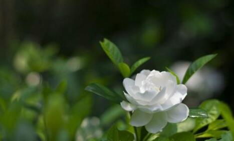 茶花室内养殖方法