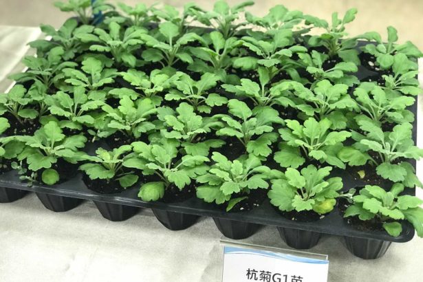 让台湾杭菊更安心！种苗场研发健康种苗，减少农药残留，提升产量价格更亲民