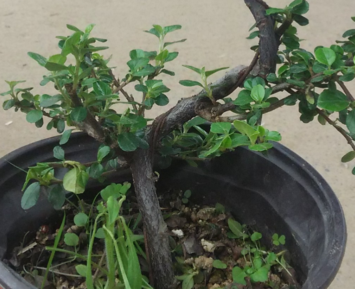 珍珠梅盆景养护