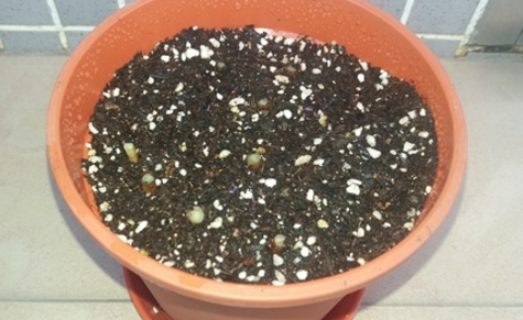 紫娇花种植方法