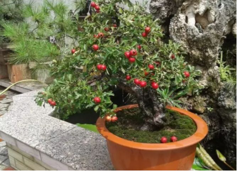 山楂盆景的制作要点