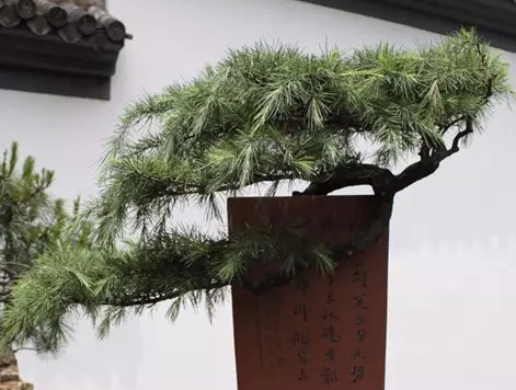 雪松养护注意事项