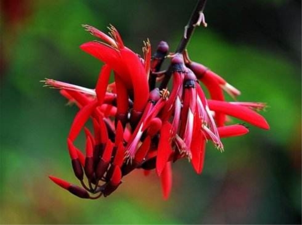 龙牙花的养殖方法