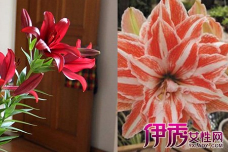 朱顶红开完花怎么修剪这种花卉的养殖秘决都有什么