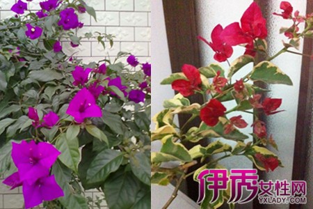 三角梅扦插技巧手把手教你这种花卉的繁殖方法