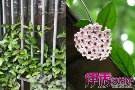 了解球兰的养殖方法和注意事项养花专业者教你方法