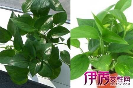 掌握绿萝的养殖方法和注意事项让绿萝变得更加旺盛