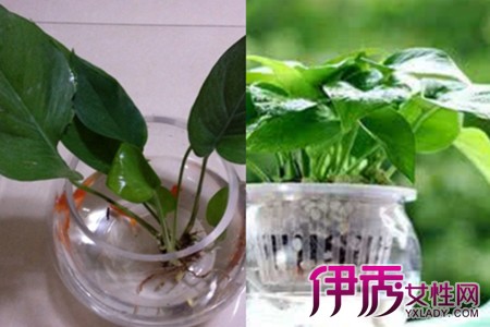 了解绿萝水培方法几招让它繁殖更茂盛