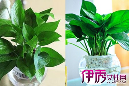 绿萝水培方法掌握好在水里也能长的茂盛