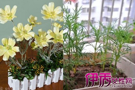 了解波斯菊怎么种学会这些让你收获真正幸福