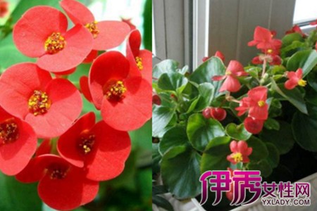 四季海棠的养殖方法培养方法掌握好花开时间更长