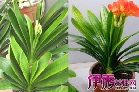 掌握君子兰种子种植方法在花开时期更加繁茂