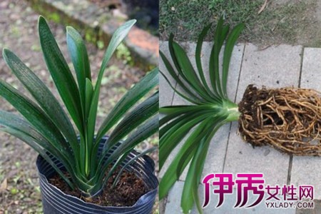 细说君子兰种子种植方法养花要掌握好知识