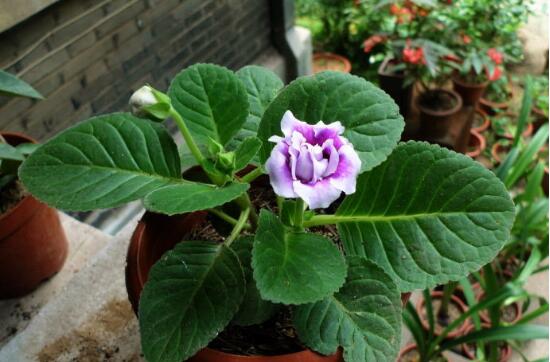 大岩桐花怎么繁殖，大岩桐花的繁殖方法/分球扦插最实用
