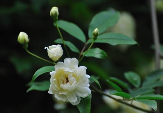 木香花长虫了怎么办,木香花的病虫害防治/2虫害2病害