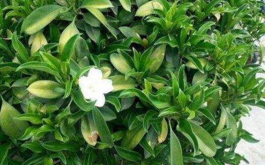 非洲茉莉怎么繁殖,非洲茉莉的繁殖方法/扦插存活率80%