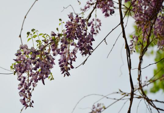 紫藤花怎么繁殖,紫藤花的繁殖方法/扦插繁殖存活率高