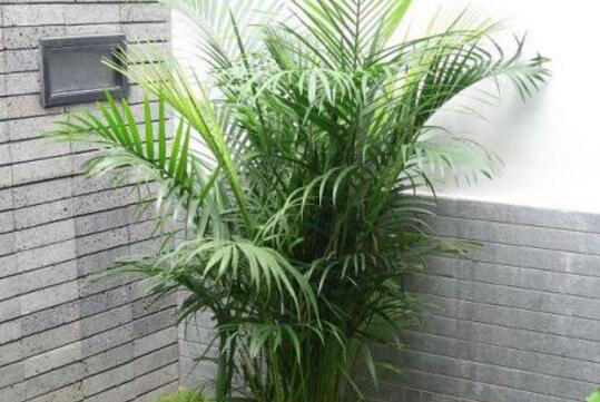 凤尾竹怎么繁殖，分株/扦插/掌握3步可提高成功率