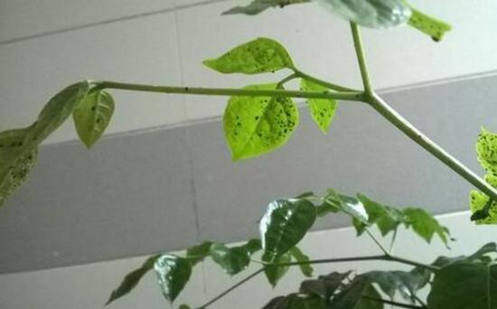 幸福树长虫子怎么办,幸福树的病虫害防治/3虫害3病害