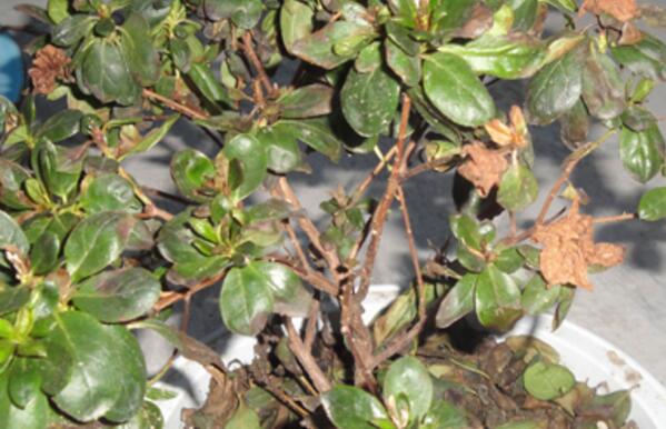 杜鹃花长虫了怎么办,杜鹃花的病虫害防治/4虫害5病害