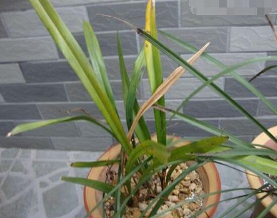 兰花长虫怎么办,兰花常见病虫害防治(洗衣粉稀释可杀虫)
