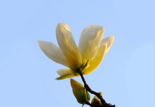 玉兰花如何盆栽，玉兰花的养殖方法和注意事项/光照充足