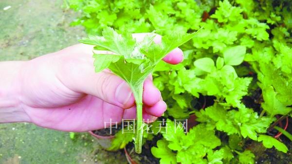 夏插菊花的养殖技术